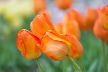 Dutch orange tulips close up