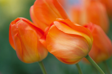 Orange Dutch tulips close up