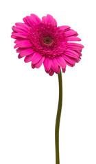 Flower purple gerbera