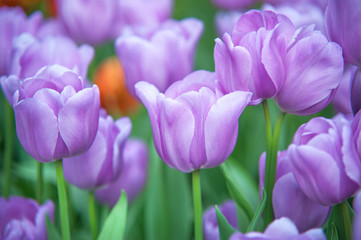 Field of beautiful purple tulips