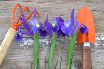 Spring flowers and garden tools. 