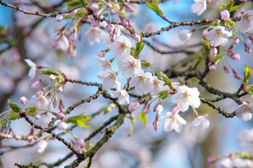 Obraz premium Spring cherry blossom close up