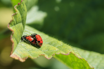 A pair of ladybird beetles mating on a leaf in spring