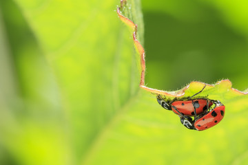 A pair of ladybird beetles mating on a leaf in spring