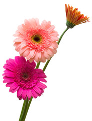 Bouquet of flowers gerberas