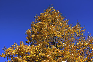 Fototapeta premium Autumn