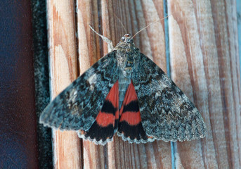 Catocala electa, rare species of butterfly. Insects