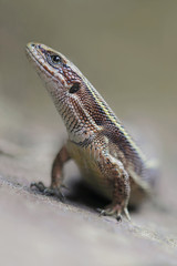Viviparous lizard or common lizard, Zootoca vivipara