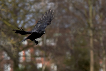 Carrion Crow