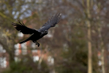 Carrion Crow