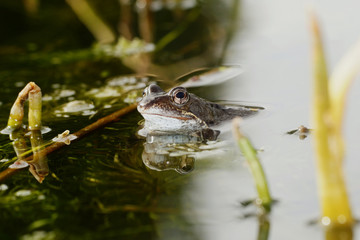 Moor Frog, Common Frog