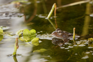 Moor Frog, Common Frog