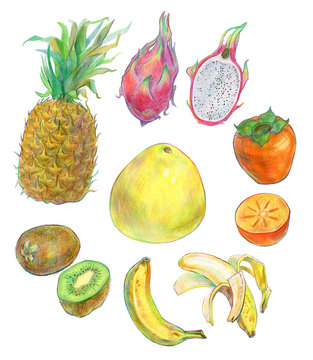color pencils hand drawn exotic  fruits sketch