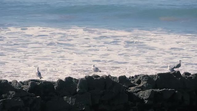 Sea gulls sitting at the rocks with waves in the background