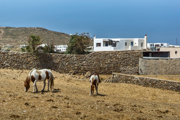 Rural landscape with two horses, Mykonos island, Cyclades, Greece