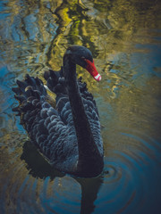 Black swan © Pav-Pro Photography 