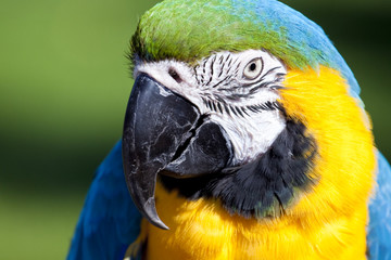 colorful parrot
