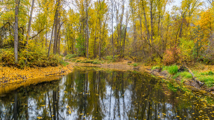 Fototapeta na wymiar A small forest lake with fallen leaves in autumn