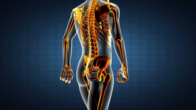 loop human bones radiographic scan. medical footage