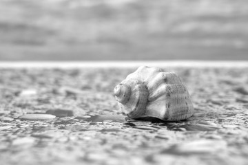 Fototapeta na wymiar Sea Shell on the beach against the sky in bw