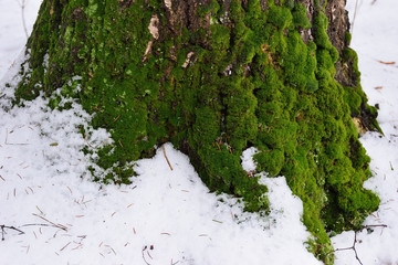 Green moss on the bark of the tree