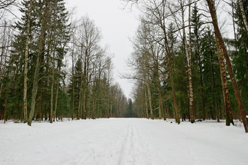Snowy alley in the winter