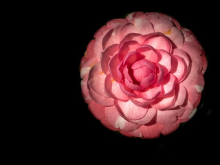 Camellia flower