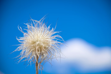 Fluffy flower on a background of blue sky