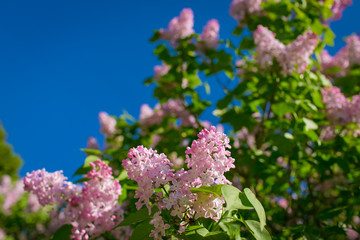 Obraz premium Bunch of violet lilac flower in sunny spring day in front of blu