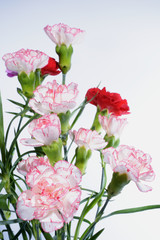 Carnation, Carnations, Pinks, Sweet William