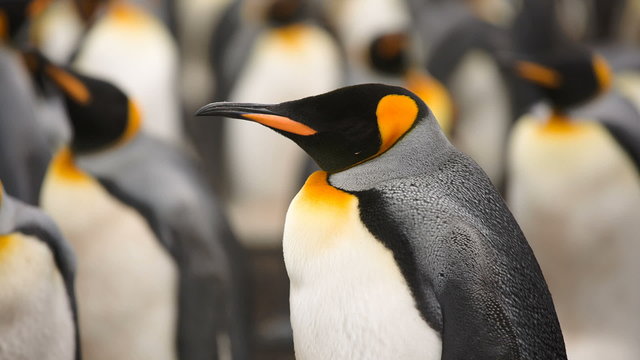 King & Gentoo penguin colony at Volunteer Point, Falkland Islands