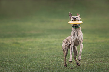 collie dog catching frisbee
