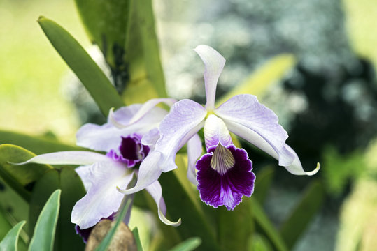 Fototapeta Orchi Cattleya purpurata