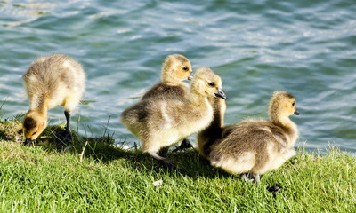 baby ducklings by the water edge
