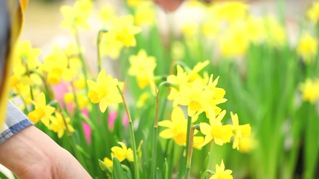 springtime, woman in garden takes care of flowers narcissus