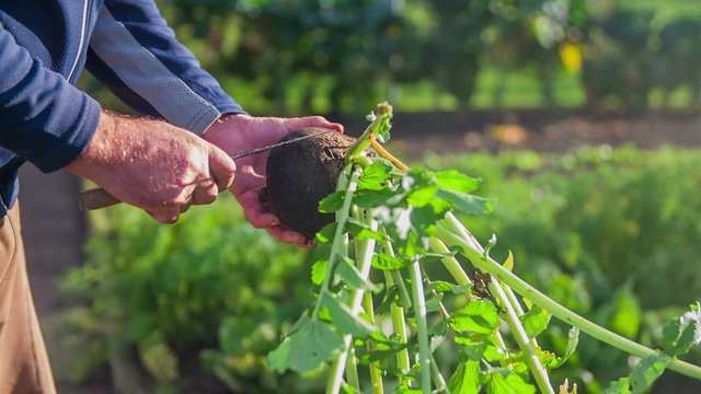 Clinging the dirt of the turnip with knife