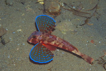 gurnard fish swims into the sea