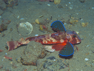 gurnard fish swims into the sea
