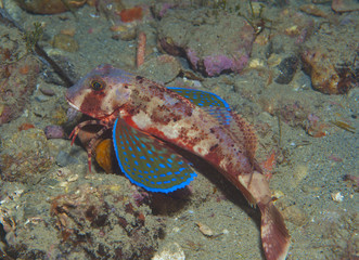 gurnard fish swims into the sea