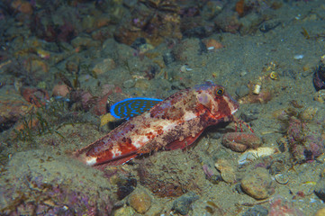 gurnard fish swims into the sea
