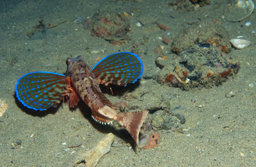 gurnard fish swims into the sea