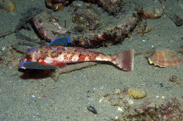 gurnard fish swims into the sea