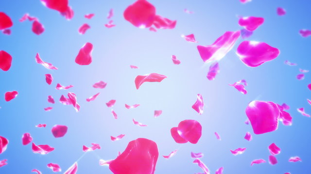 Rose Petals Falling from Sky (Loop). Calm background with flying red rose petals stream and copy space. Seamlessly loopable.