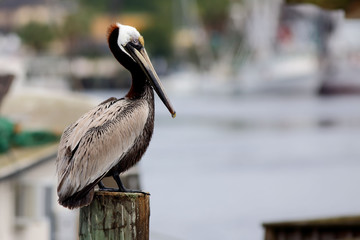 Pelican standing on post