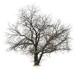 Tree without leaves, isolated on white