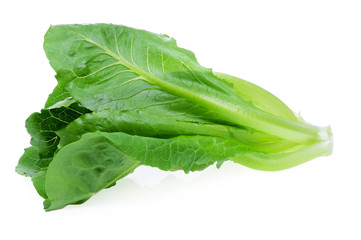 Fresh Cos oak Lettuce Isolated on White Background