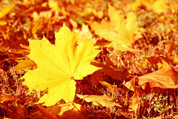 Colorful autumn leaves