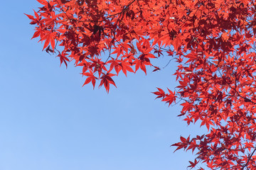 紅葉　青空