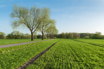 Fototapeta na wymiar Landwirtschaft, frisch grünes Getreidefeld im Frühjahr unter blauem Himmel, Traktorspuren, Feldweg mit Bäumen, Pflanzreihen, Nahrungsmittelproduktion