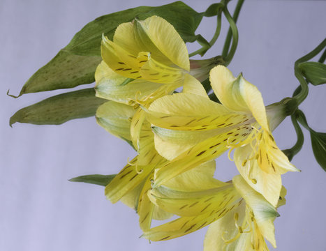 Pair of Alstroemeria on Mirror